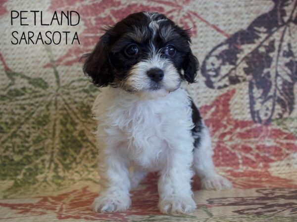 Cavachon-DOG-Female-TRI-25367-Dream Tails Sarasota, Florida