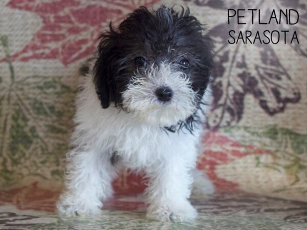 Miniature Poodle-DOG-Male-BLACK WHITE PARTI-25366-Dream Tails Sarasota, Florida