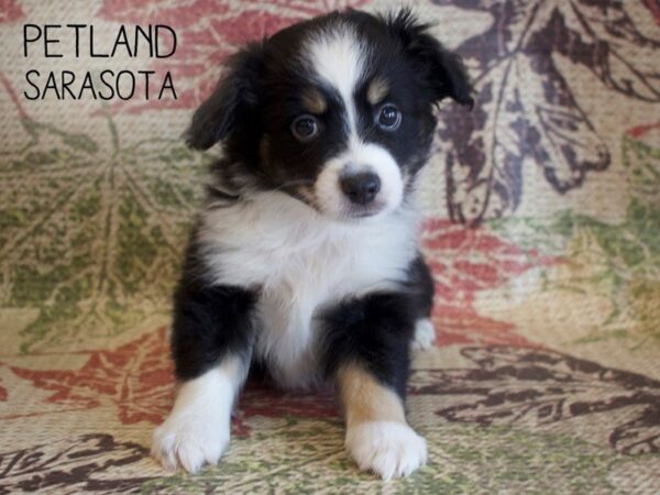 Miniature Australian Shepherd-DOG-Male-BLK TRI-25365-Dream Tails Sarasota, Florida
