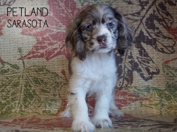 Cocker Spaniel-DOG-Male-CHOC MERLE PARTI-25364-Dream Tails Sarasota, Florida