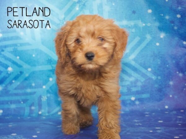 Miniature Goldendoodle-DOG-Female-Dark Red-25382-Dream Tails Sarasota, Florida