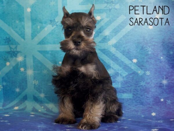 Miniature Schnauzer-DOG-Female-BLK SILVER-25380-Dream Tails Sarasota, Florida