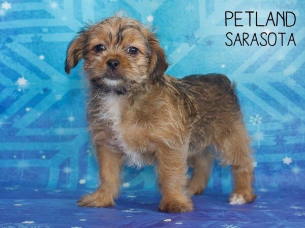 Shorkie-DOG-Male-BLK TAN-25379-Dream Tails Sarasota, Florida
