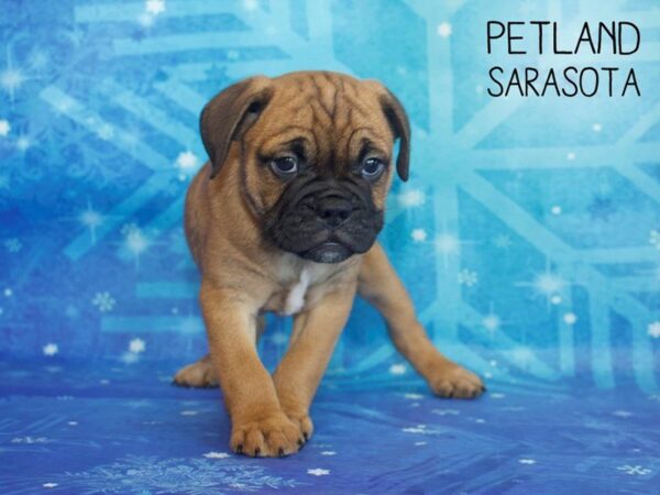 Bull Puggle-DOG-Male-FAWN-25378-Dream Tails Sarasota, Florida