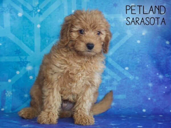 Miniature Goldendoodle-DOG-Male-Dark Red-25375-Dream Tails Sarasota, Florida