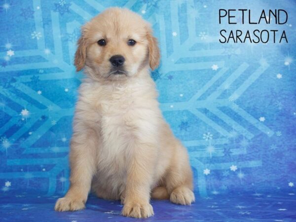 Golden Retriever-DOG-Female-Golden-25374-Dream Tails Sarasota, Florida