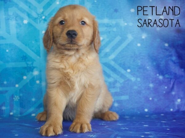 Golden Retriever-DOG-Male-Golden-25373-Dream Tails Sarasota, Florida