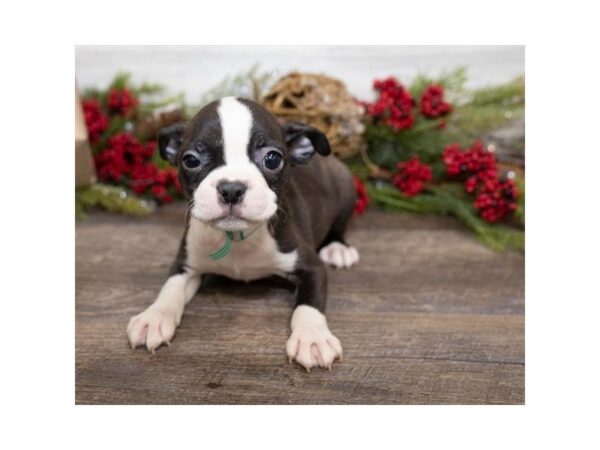 Boston Terrier-DOG-Female-Brindle / White-25384-Dream Tails Sarasota, Florida