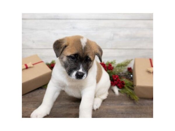 Akita-DOG-Female-Fawn-25386-Dream Tails Sarasota, Florida