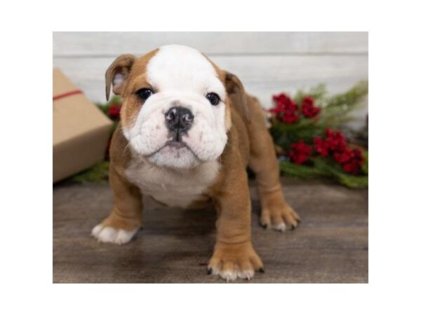 English Bulldog-DOG-Male-Red-25385-Dream Tails Sarasota, Florida