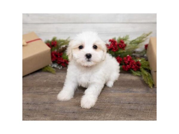 Morkie-DOG-Female-Cream-25394-Dream Tails Sarasota, Florida