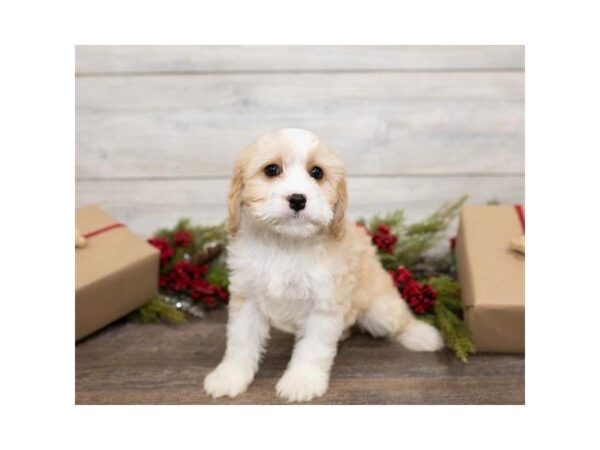 Cavachon-DOG-Female-Blenheim-25391-Dream Tails Sarasota, Florida