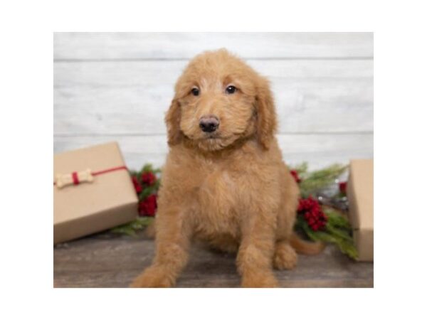 Goldendoodle-DOG-Male-Red-25395-Dream Tails Sarasota, Florida