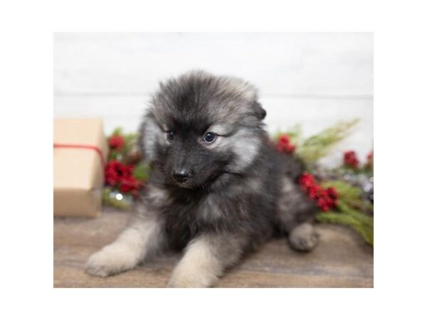 Keeshond-DOG-Male-Cream Sable-25389-Dream Tails Sarasota, Florida