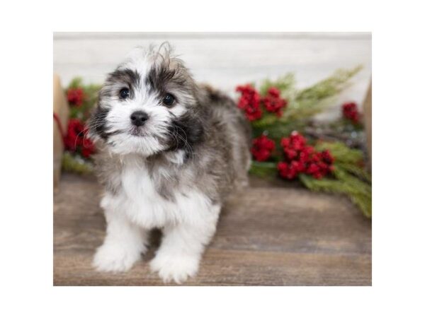 Havanese-DOG-Male-Gold Sable-25388-Dream Tails Sarasota, Florida