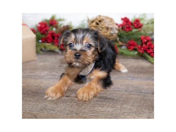 Yorkshire Terrier-DOG-Male-Black / Tan-25390-Dream Tails Sarasota, Florida