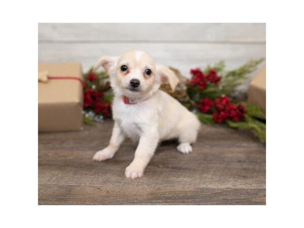 Chihuahua-DOG-Male-Cream-25387-Dream Tails Sarasota, Florida