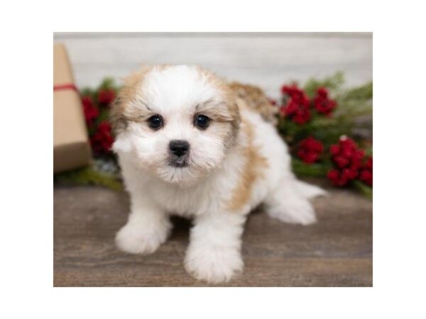 Teddy Bear-DOG-Female-Gold / White-25393-Dream Tails Sarasota, Florida