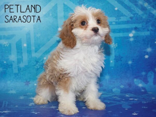 Cavapoo-DOG-Female-Blenheim-25392-Dream Tails Sarasota, Florida