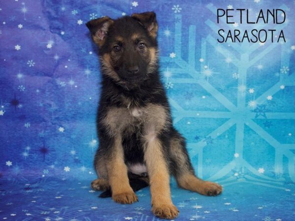 German Shepherd-DOG-Female-Black / Tan-25412-Dream Tails Sarasota, Florida