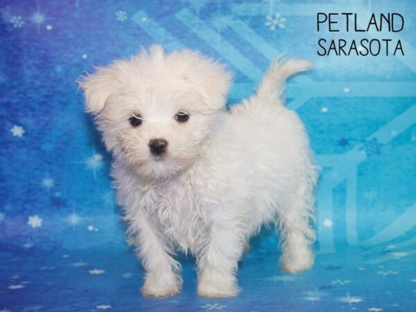 Maltese-DOG-Male-White-25411-Dream Tails Sarasota, Florida