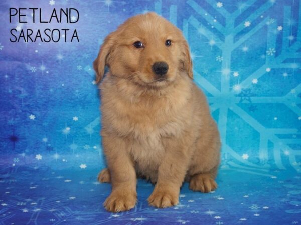 Golden Retriever-DOG-Male-Dark Golden-25410-Dream Tails Sarasota, Florida