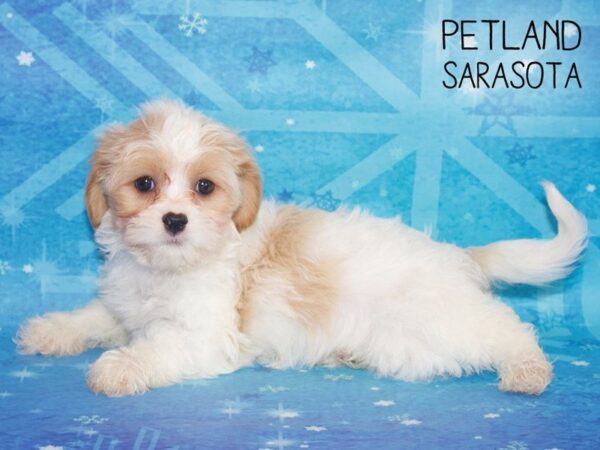 CavaTzu-DOG-Female-Blenheim-25409-Dream Tails Sarasota, Florida