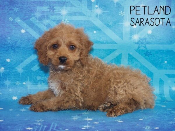Cockapoo-DOG-Male-Red-25408-Dream Tails Sarasota, Florida