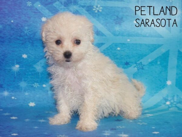Bichonpoo-DOG-Female-Apricot-25407-Dream Tails Sarasota, Florida