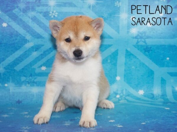 Shiba Inu-DOG-Male-Red Sesame-25406-Dream Tails Sarasota, Florida