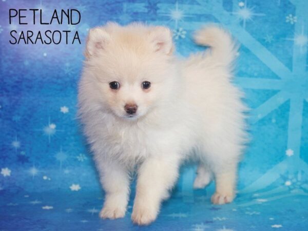Pomeranian-DOG-Female-Cream-25405-Dream Tails Sarasota, Florida