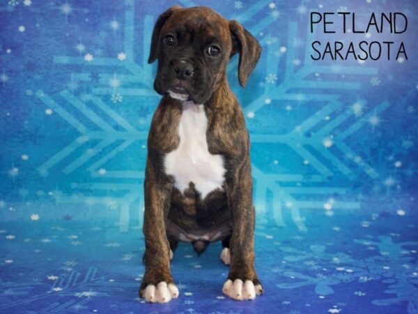 Boxer-DOG-Female-Brindle-25404-Dream Tails Sarasota, Florida