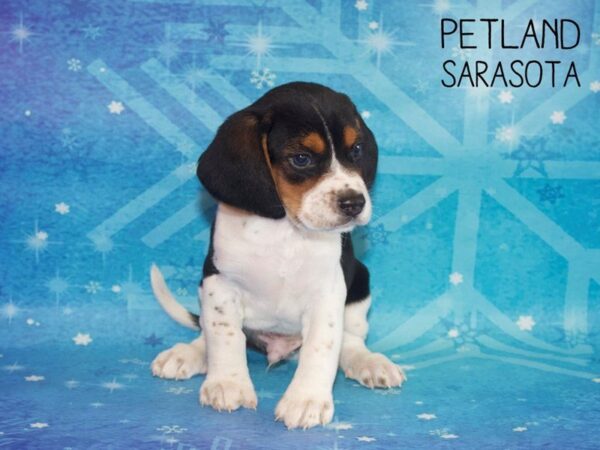 Beagle-DOG-Male-Black White / Tan-25403-Dream Tails Sarasota, Florida