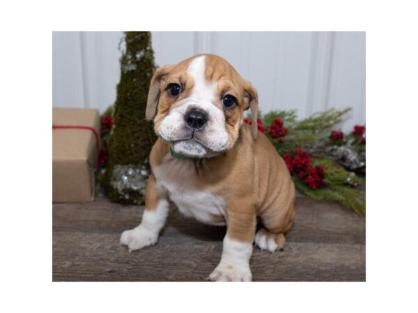 English Bulldog-DOG-Male-Fawn-25447-Dream Tails Sarasota, Florida