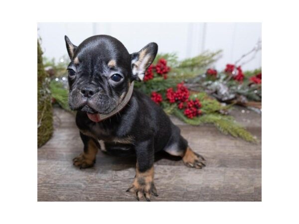 French Bulldog-DOG-Female-Black / Tan-25451-Dream Tails Sarasota, Florida