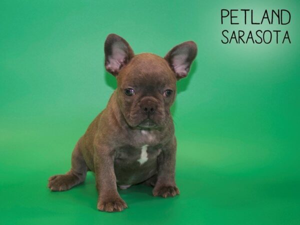 French Bulldog-DOG-Male-Blue-25446-Dream Tails Sarasota, Florida
