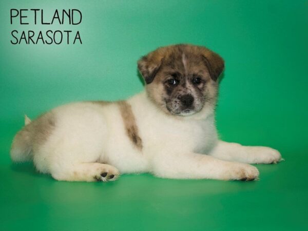 Akita Pom-DOG-Female-White-25444-Dream Tails Sarasota, Florida