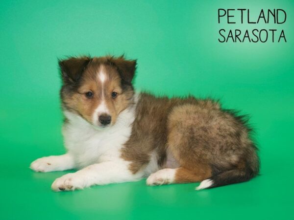 Shetland Sheepdog-DOG-Male-Sable / White-25443-Dream Tails Sarasota, Florida