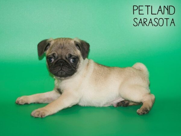 Pug-DOG-Male-Fawn-25442-Dream Tails Sarasota, Florida