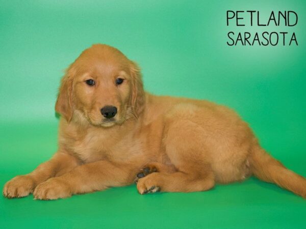 Golden Retriever-DOG-Male-Golden-25441-Dream Tails Sarasota, Florida
