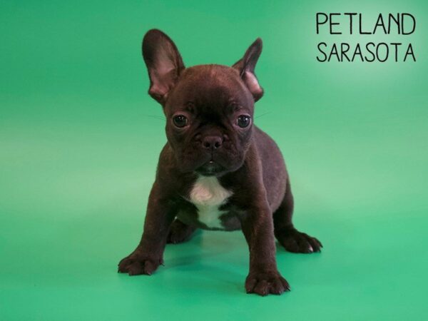 French Bulldog-DOG-Female-Brindle-25440-Dream Tails Sarasota, Florida