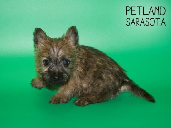 Cairn Terrier-DOG-Male-Wheaten-25439-Dream Tails Sarasota, Florida