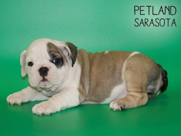English Bulldog-DOG-Female-Fawn-25438-Dream Tails Sarasota, Florida