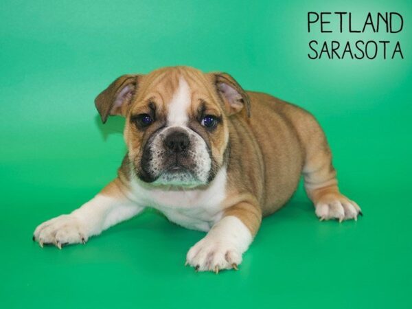 English Bulldog-DOG-Male-Bronze-25437-Dream Tails Sarasota, Florida