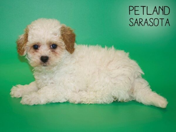 Maltipoo-DOG-Female-Apricot-25436-Dream Tails Sarasota, Florida