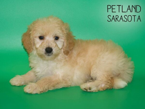 Miniature Goldendoodle-DOG-Male-Apricot-25435-Dream Tails Sarasota, Florida