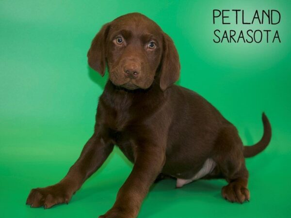Labrador Retriever-DOG-Male-Chocolate-25434-Dream Tails Sarasota, Florida