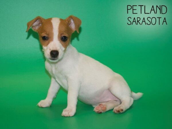 Jack Russell Terrier-DOG-Female-White-25433-Dream Tails Sarasota, Florida