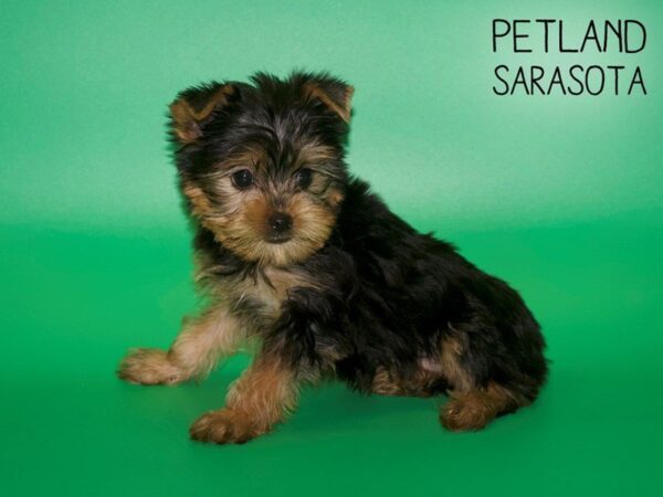 Yorkshire Terrier-DOG-Male-Black / Tan-25432-Dream Tails Sarasota, Florida
