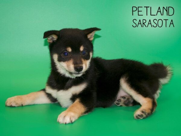 Shiba Inu-DOG-Female-BLACK/TAN-25431-Dream Tails Sarasota, Florida